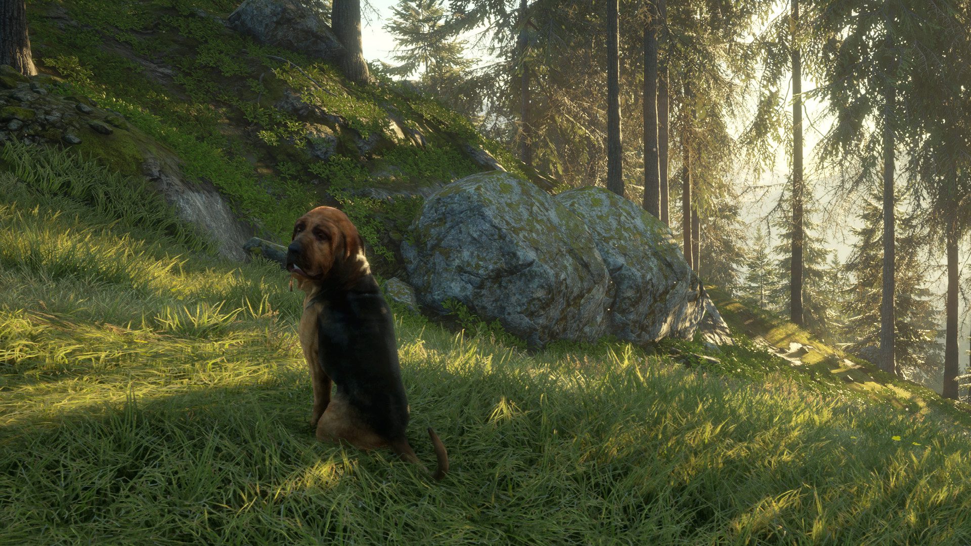 thehunter call of the wild - bloodhound