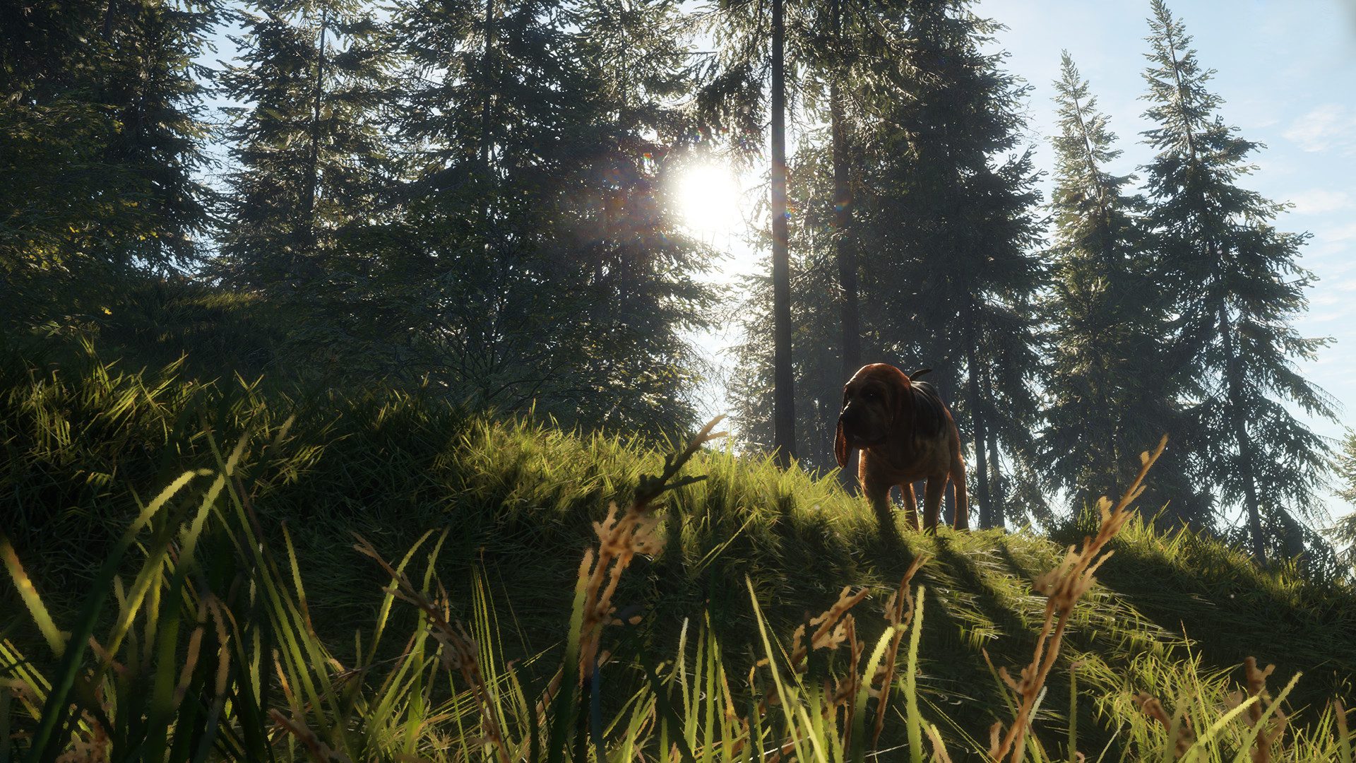 thehunter call of the wild - bloodhound